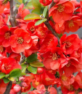 Chaenomeles x superba 'Texas Scarlet'